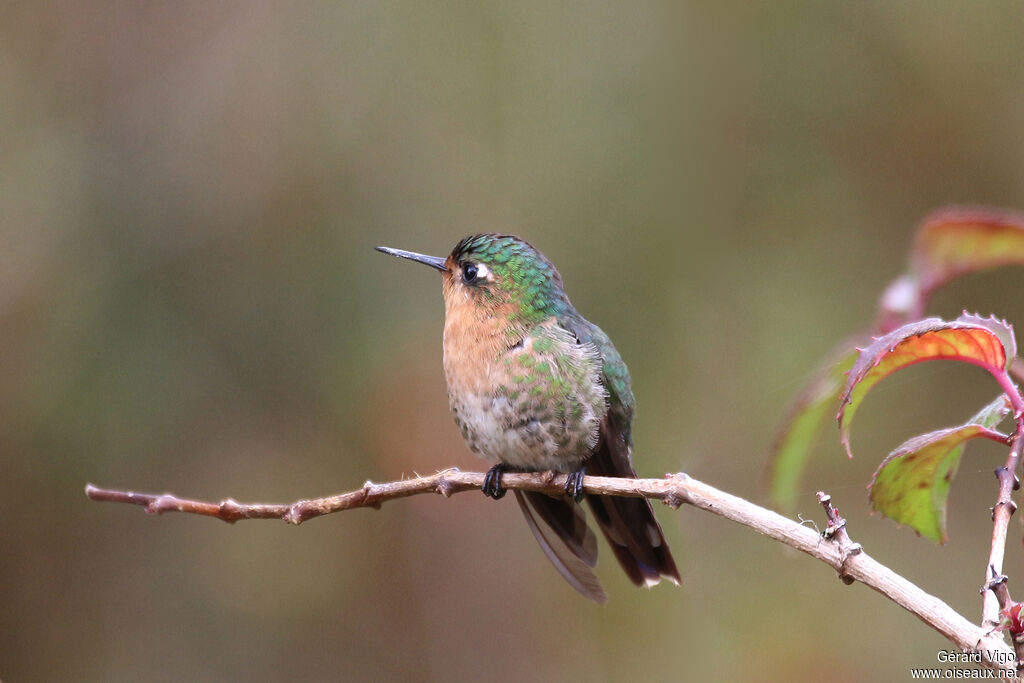 Tyrian Metaltail female adult