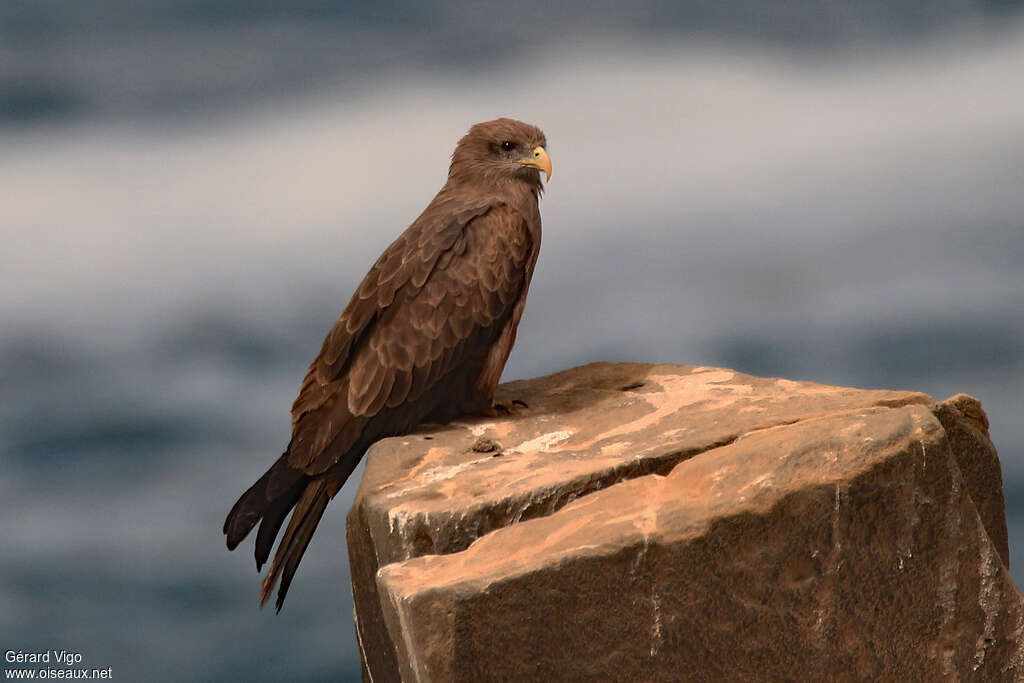 Yellow-billed Kiteadult, identification