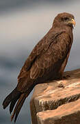 Yellow-billed Kite