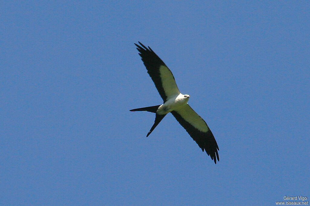 Swallow-tailed Kiteadult, Flight