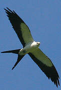 Swallow-tailed Kite