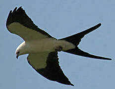 Swallow-tailed Kite