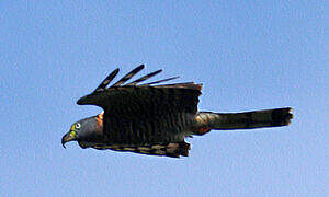 Hook-billed Kite