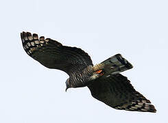 Hook-billed Kite