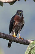 Double-toothed Kite