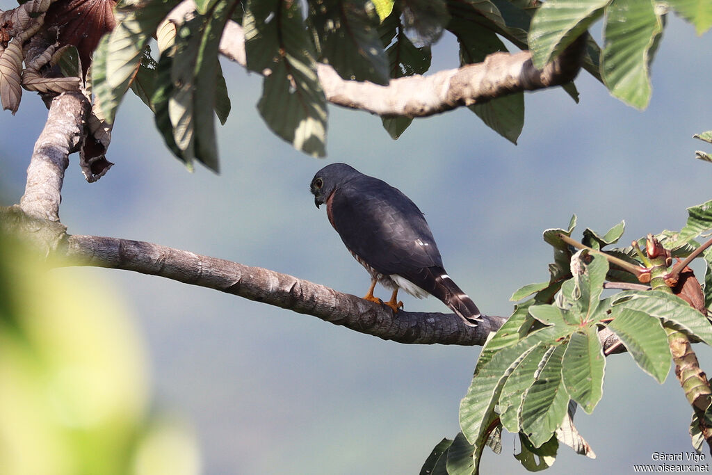 Double-toothed Kiteadult