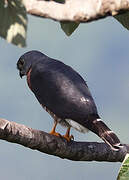 Double-toothed Kite