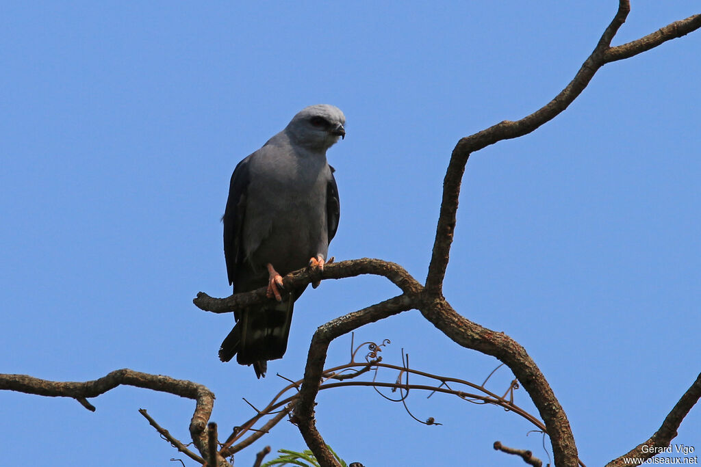 Plumbeous Kiteadult