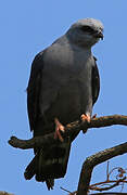 Plumbeous Kite