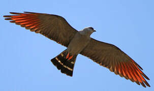 Plumbeous Kite