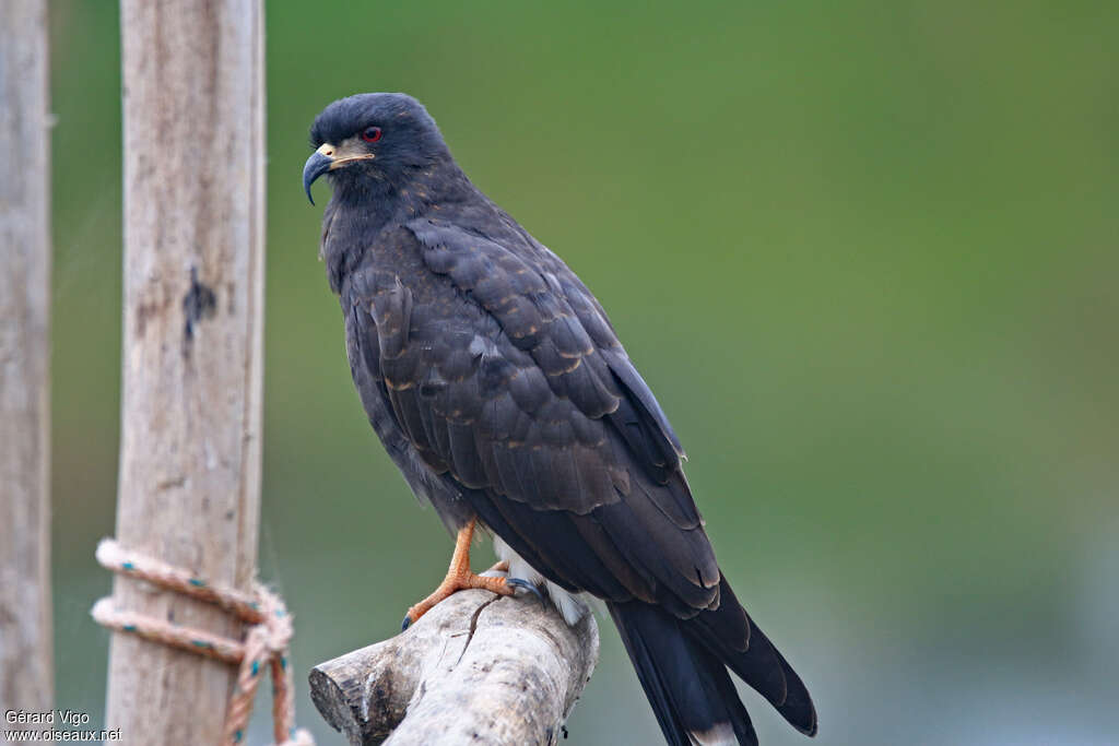 Snail Kite male subadult, identification