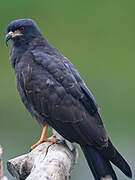 Snail Kite