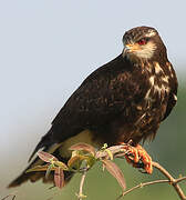 Snail Kite