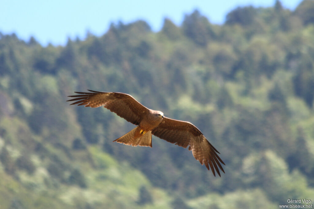 Black Kiteadult, Flight