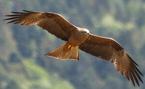 Black Kite