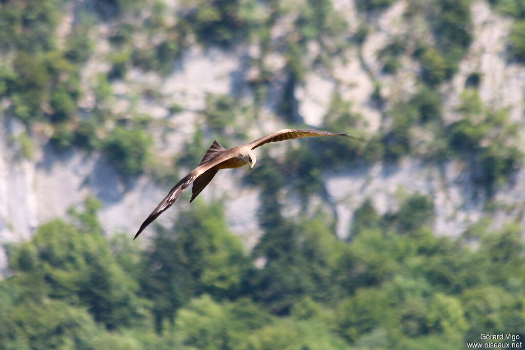 Black Kiteadult, Flight