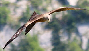 Black Kite