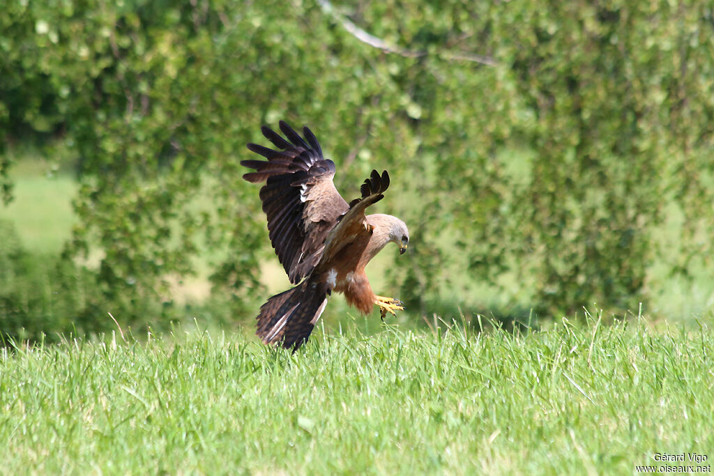 Black Kiteadult