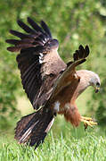 Black Kite