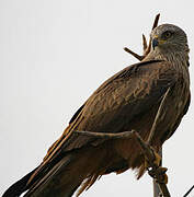 Black Kite