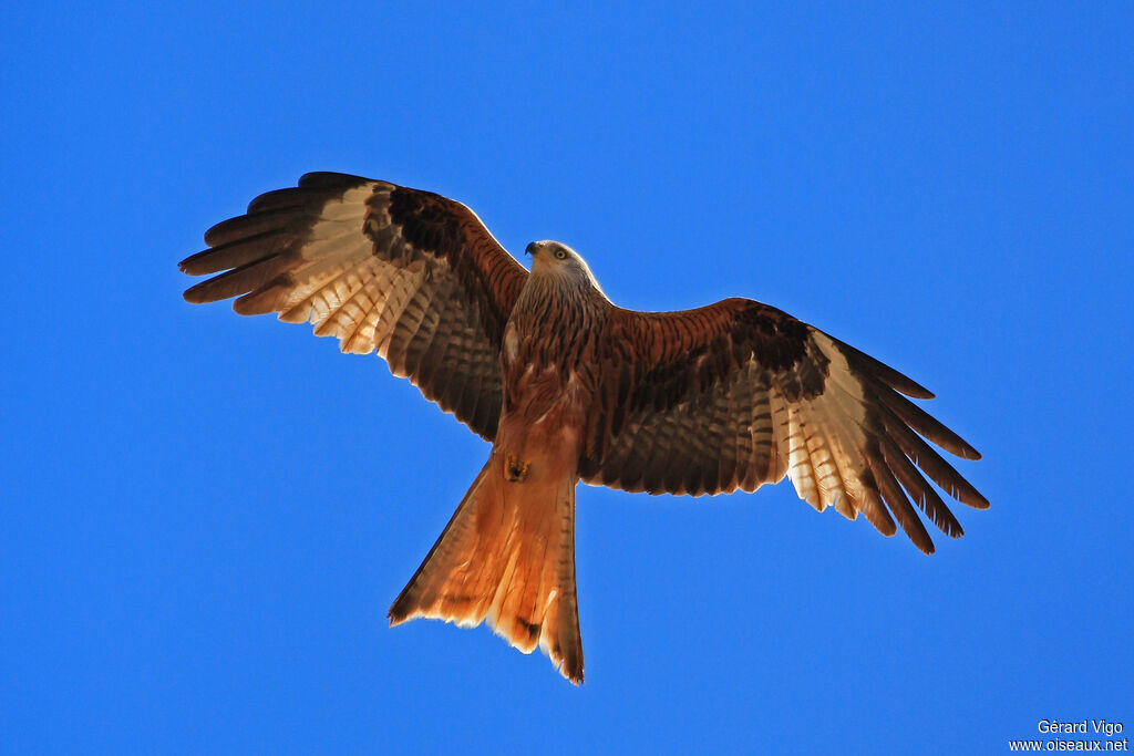 Red Kiteadult, Flight