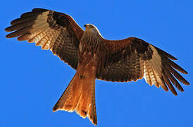 Red Kite