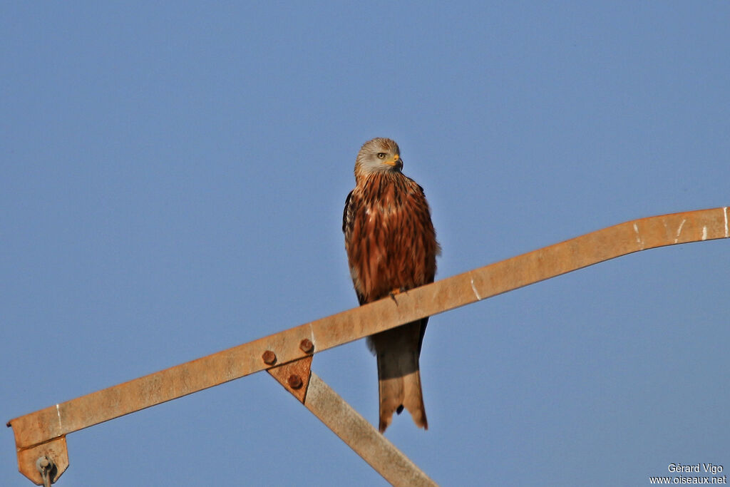 Red Kiteadult