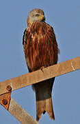 Red Kite