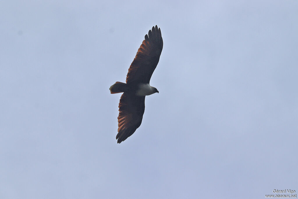 Brahminy Kiteadult, Flight