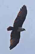 Brahminy Kite