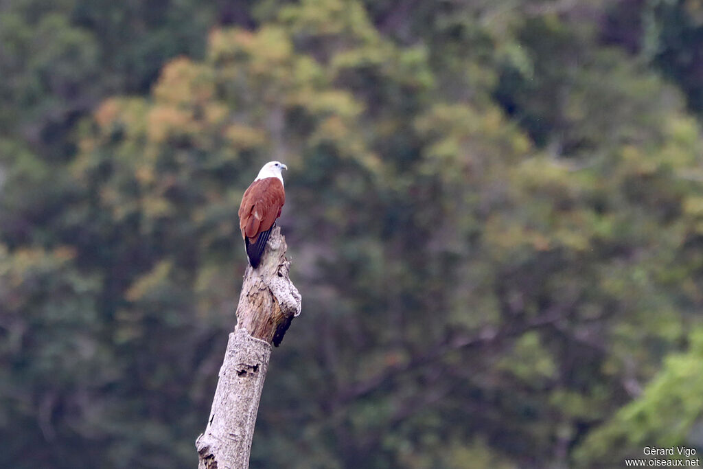 Brahminy Kiteadult