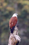 Brahminy Kite