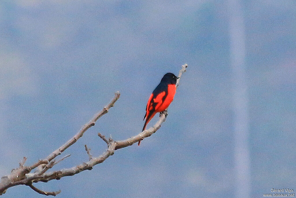 Scarlet Minivet male adult breeding