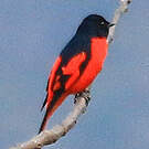 Minivet écarlate