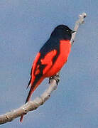 Scarlet Minivet