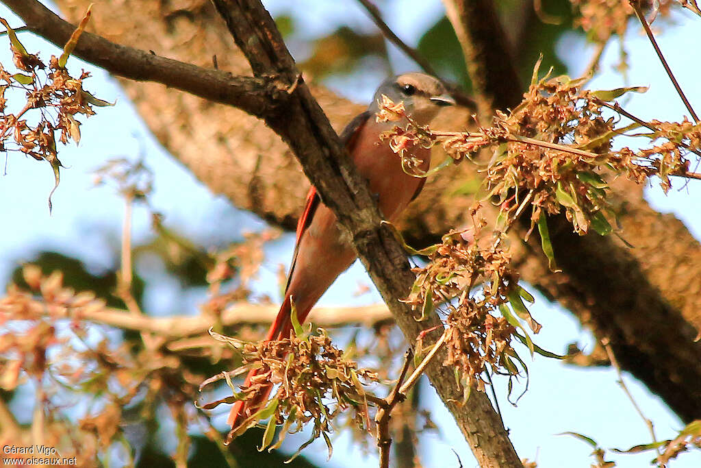 Minivet rose mâle adulte, identification