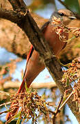 Rosy Minivet