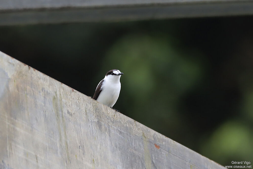 Torrent Flyrobinadult