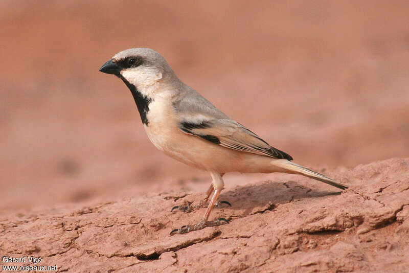 Desert Sparrow male adult breeding, identification