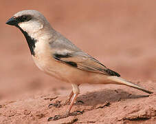 Desert Sparrow