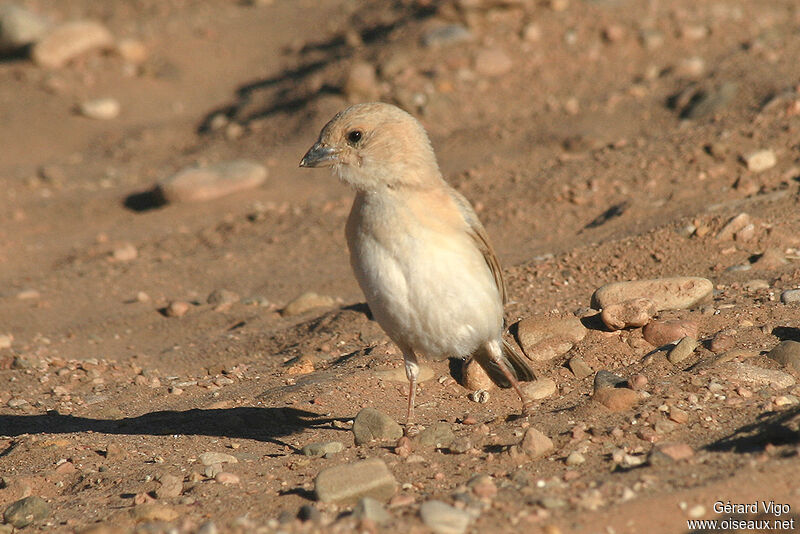 Desert Sparrow female adult