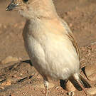 Moineau blanc