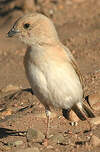 Moineau blanc