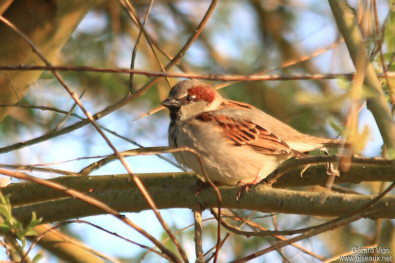 House Sparrow male juvenile