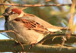 House Sparrow