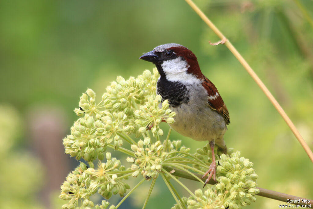 House Sparrow male adult