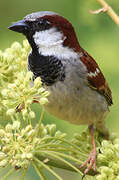 House Sparrow