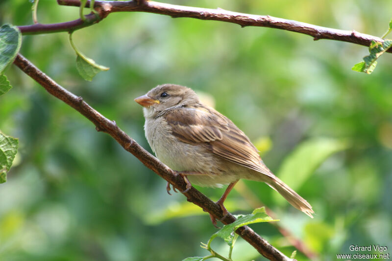 House Sparrow female juvenile