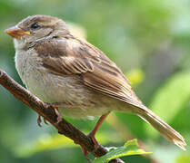 House Sparrow