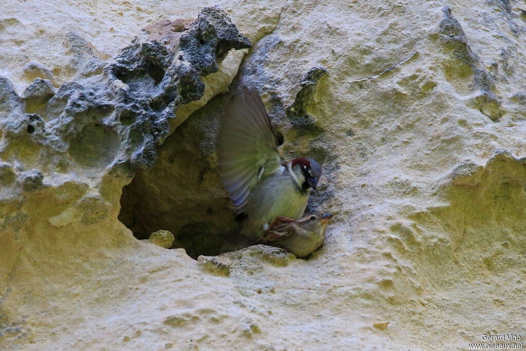 House Sparrowadult, mating.